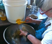 Bottling Honey: Marcia pours