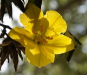 Tassajara Flower by Valerie Boquet
