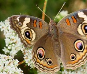 Super-painted-butterfly-1_600x200 tass butterfly