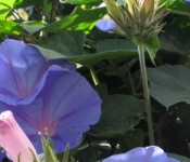 MorningGlories-PageSt-600pxcrop MorningGlories-PageSt-600pxcrop