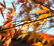 maple_sun_and_branches600px