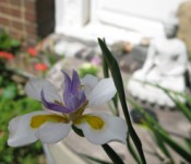 Flower at City Center Courtyard by Shundo Haye