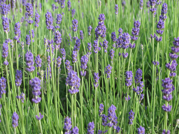 Lavender: Cultivation, Crafts, and Cooking