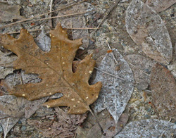 Mystery of a Withered Leaf