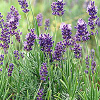 Green Gulch garden lavender