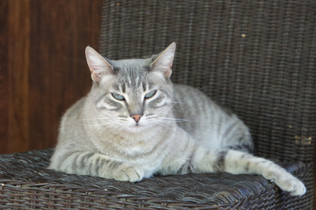Gray Cat at Tassajara by Valerie Boquet