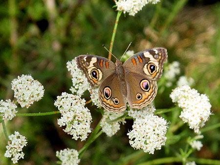 Tassajara butterfly