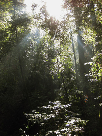 Light through Trees