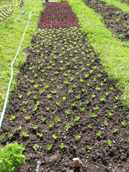 seed_sowing_ceremony01_350px