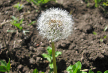 seed_sowing_ceremony02_350px