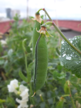 Bean-roof-garden-Shundo-crop