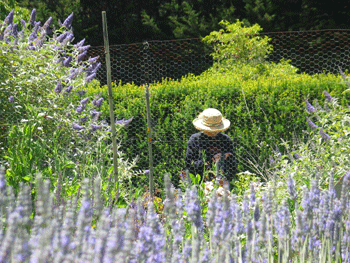 Miscellaneous Needs for Green Gulch Garden