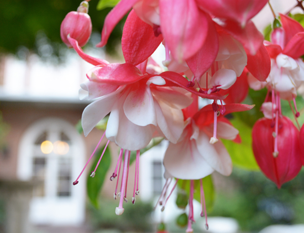 Fuchsia blossoms in the City Center courtyard