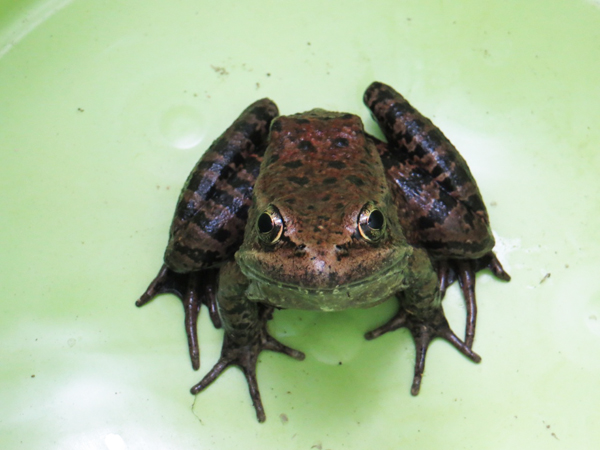 It Isn’t Easy Being Red, Either: Frog Greeting Green Gulch Creek Restoration is Protected Species