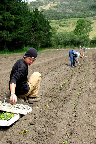 A Call for Farm and Garden Apprentices at Green Gulch Farm