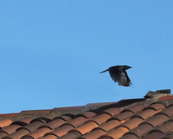 Crow Flies by Shundo David Haye crop2