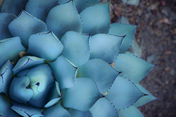 Succulent at Tassajara Zen Mountain Center by Asya Tabdili