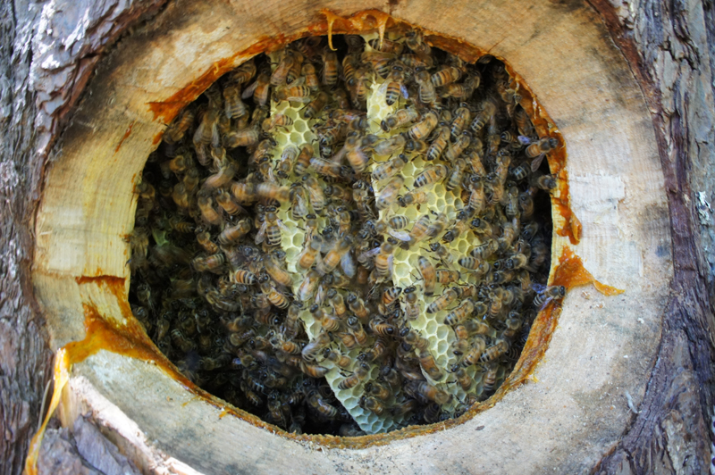 Developing a Honeybee Sanctuary at Green Gulch