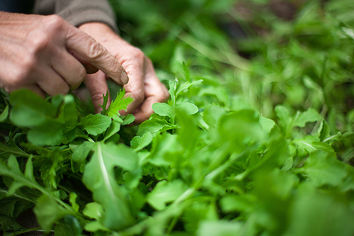 Tassajara-ZMC-Greens-by-Margo-Moritz