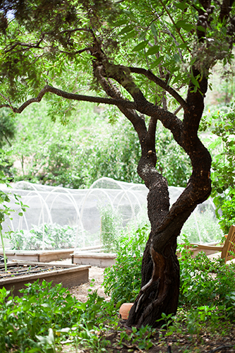 Tassajara-ZMC-Herb-Garden-by-Margo-Moritz