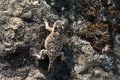 Tassajara-Lizard-by-Hamish-John-Appleby