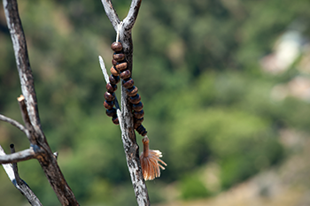 Mala-Beads-by-Hamish-John-Appleby