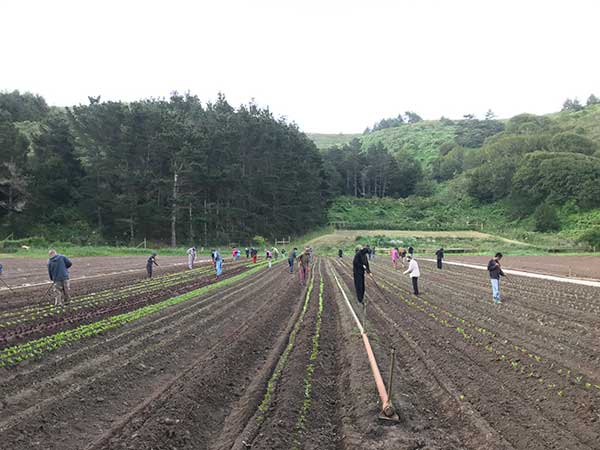 The Farm Season in the Time of Shelter in Place