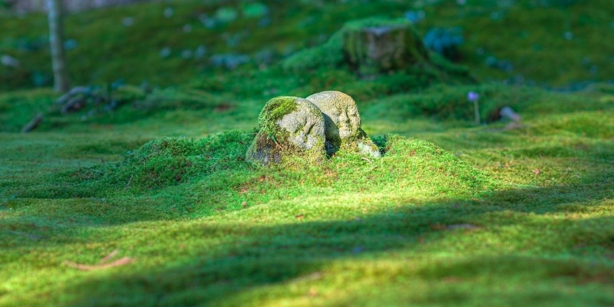 Buddhas and grass