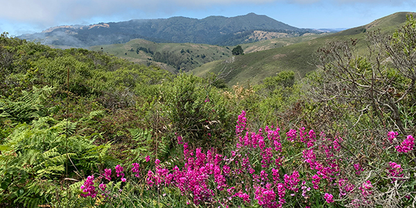 View of Marin hills