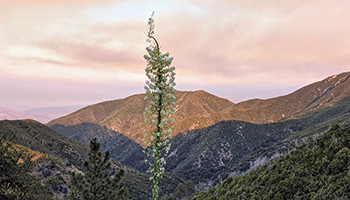 Spanish bayonet-yucca plant