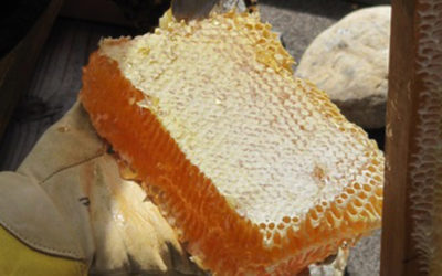 A Bountiful Honey Harvest at San Francisco Zen Center