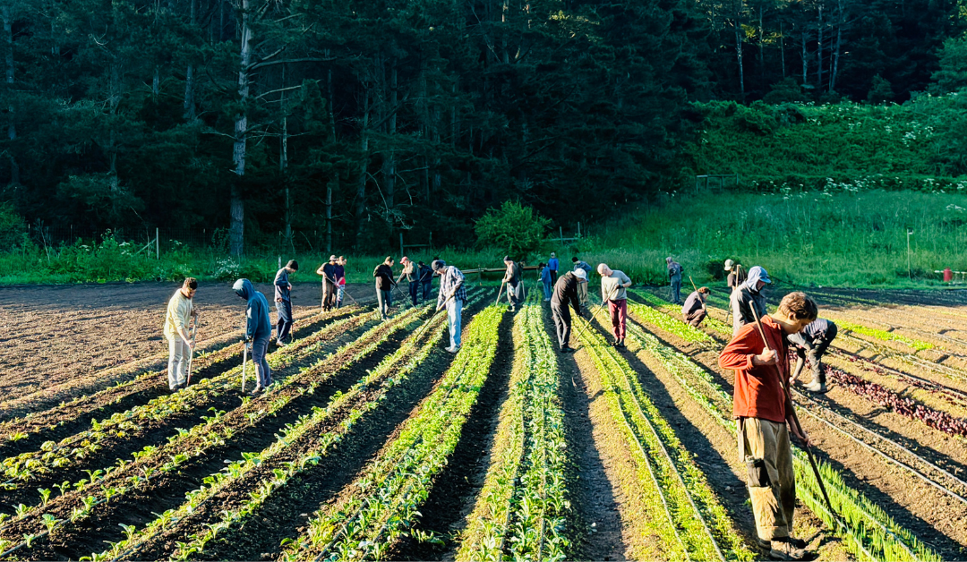 Green Gulch Farm Apprenticeship Programs