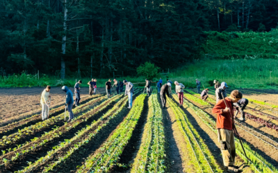 Green Gulch Farm Apprenticeship Programs